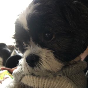 Meet your Posher, Natane